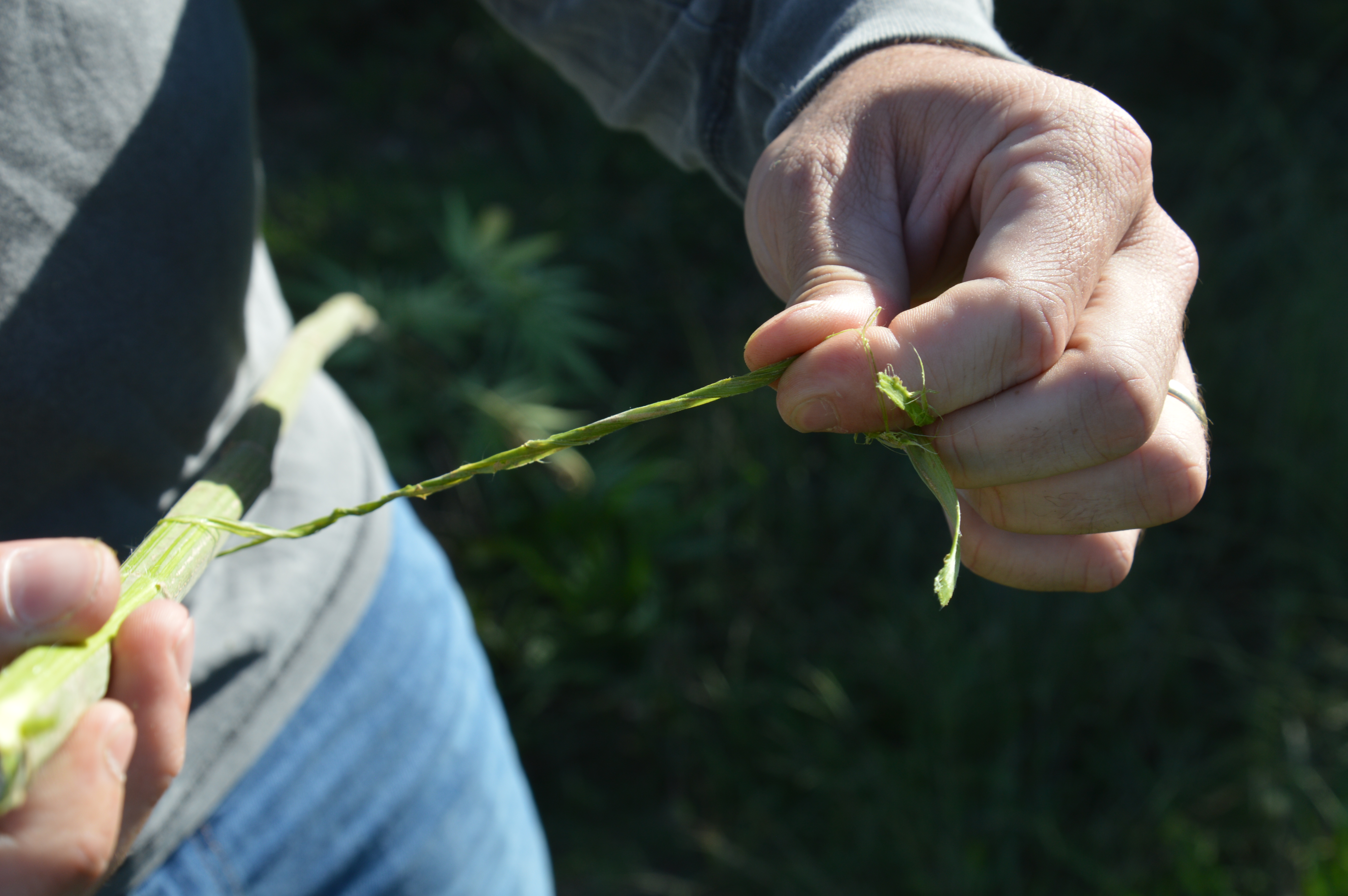 Industrial Hemp Production for Textile Fibers